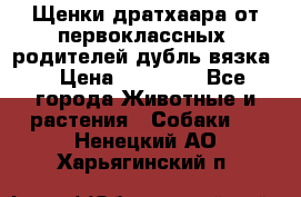 Щенки дратхаара от первоклассных  родителей(дубль вязка) › Цена ­ 22 000 - Все города Животные и растения » Собаки   . Ненецкий АО,Харьягинский п.